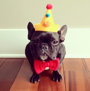 frenchie.bday3