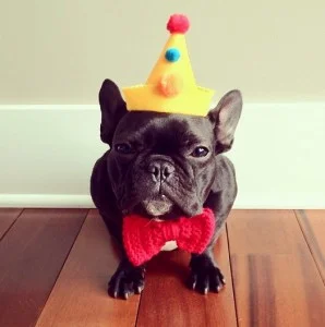 frenchie.bday3