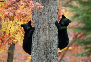2 bears