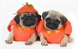 halloween_pugs