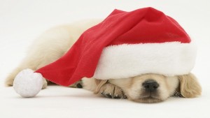 santa-pup