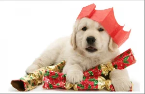 santa pup
