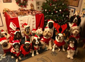 xmas dogs